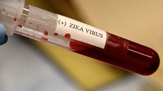 Lạnh dưới 16 độ C, virus Zika sẽ bị tiêu diệt