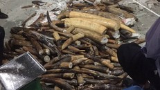 Lực lượng chức năng kiểm tra các khối gỗ chứa ngà voi vào tối 24/11