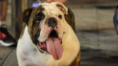 Gần 400.000 người bị chó cắn phải điều trị phòng dại