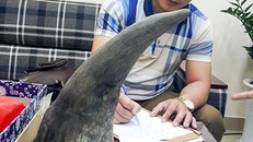 Nguyễn Đức Nguyên và chiếc sừng tê giác bị thu giữ.