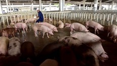 Không phát hiện Salbutamol trong các mẫu thịt kiểm nghiệm từ tháng 7 đến nay.