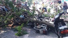 11 người thương vong do cây xanh gãy đổ ở Sài Gòn năm 2016