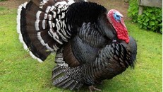 Cả triệu đồng một con gà tây dịp Noel