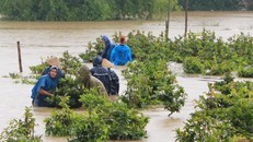 Lũ về ở Bình Định