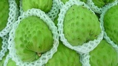 Để mua được loại mãng cầu nhập khẩu này không hề dễ dàng