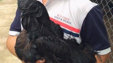 Khách hàng người Nhật do quá thích nên đã đổi 1 giống gà quý khác của Nhật