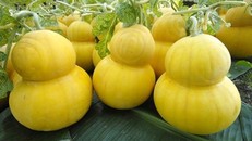 Bưởi hồ lô, dưa hấu thỏi vàng khan hàng dịp Tết