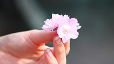 Hoa đào là một vị thuốc có tác dụng làm đẹp. Ảnh: Pixabay.