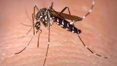 33 xã, phường có dịch sốt xuất huyết và Zika