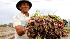 Ông Nguyễn Thành thuê công nhổ bỏ gần 7 sào hành của gia đình mình khi cánh đồng Tiên ngập nặng. 