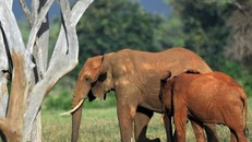 Các chuyên gia lo ngại rằng loài voi châu Phi sẽ biến mất trong 20 năm nữa. Ảnh: AFP.