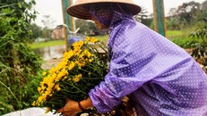 Chị Ngô Thị Sương thu hoạch sớm một số loại cúc sau lũ, mong gỡ lại ít vốn đã bỏ. 