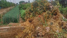 Quất chết khô chất thành từng đống. 