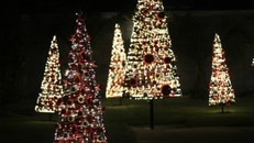 Thông 'lạ' hút khách mùa Noel