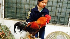 Gà chín cựa hiện rất hiếm