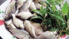 Cá diếc rất tốt cho sức khỏe.