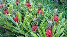 Khóm son khó trồng nên giá khá cao trong dịp Tết