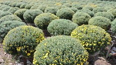  Nhiều vườn cúc mâm xôi thiệt hại đến 80% do mưa kéo dài. 