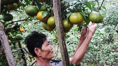 Hầu hết bà con vùng cam Khe Mây đang tăng cường chăm bón số cam bù còn lại trong vườn, chuẩn bị cho dịp Tết.