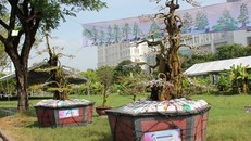 Cặp khế kiểng được rao giá 12 tỷ đồng vừa có mặt tại chợ hoa Phú Mỹ Hưng. 