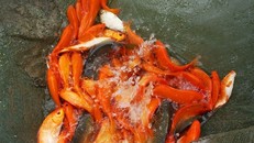 Lội bùn thu hoạch cá chép trước ngày ông Táo về trời