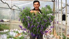 Độc đáo bonsai lavender chơi Tết