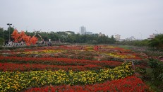 Cánh đồng hoa rộng lớn nằm ngay trong lòng hồ sen Tây Hồ. 