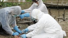 Tiêm ngừa bệnh cúm gia cầm ở miền Tây.