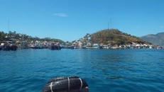 Thả muỗi tại Nha Trang để phòng sốt xuất huyết và Zika