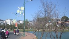 Hủy lễ hội hoa anh đào vì hoa không nở