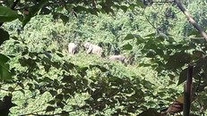 Ảnh đàn voi được người dân ghi lại. Ảnh: Người dân cung cấp.