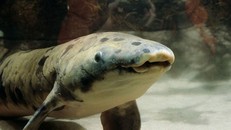 "Cụ cá" Granddad khi còn sống. Ảnh: Shedd Aquarium.