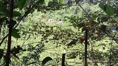 Đàn voi 7 con xuất hiện ở bìa rừng.