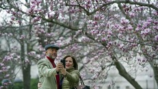 Hoa Tulip Magnolia đã nở tại thủ đô Washington D.C. (Mỹ), sớm vài tuần so với những năm trước. Ảnh: AP.