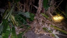 Nhiều vườn chuối của người dân bị đàn voi quật ngã. Ảnh: Người dân cung cấp.