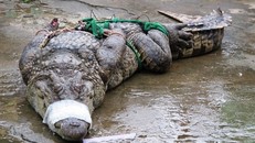 Cá sấu càng lớn càng bị ép giá.