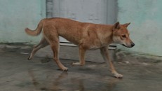 Một xã có hơn 50 người nghi bị chó cắn