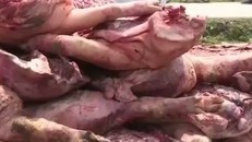 Công nghệ biến lợn chết bốc mùi thành thịt hun khói