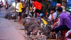 Vấn nạn buôn gà lậu qua biên giới có thể dẫn đến nguy cơ bùng phát dịch bệnh.