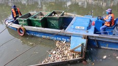 Lực lượng môi trường đô thị vớt xác cá sáng 4/4. 