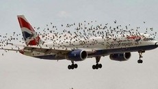 Các nhà khoa học nội sẽ sản xuất 'máy đuổi chim' ở sân bay