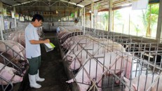 Giá lợn hơi thấp kỷ lục: Hà Nội thiệt hại 1.500 tỷ đồng
