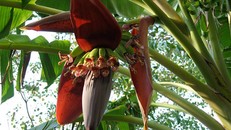 Hoa chuối có nhiều tác dụng chữa bệnh. Ảnh: Indiatimes.