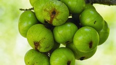 Quả sung có nhiều tác dụng chữa bệnh. Ảnh: VOV.