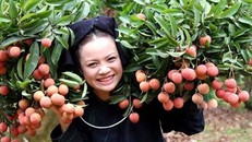 Vải Lục Ngạn được bảo hộ tại 7 quốc gia