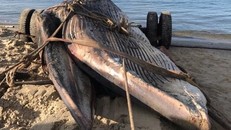 Cá voi 15 tấn dạt vào biển Mũi Né