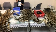 Các bộ da báo được giấu trong hành lý của bà lão. 