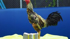 Con gà trống giống Phama Mahwing đước bán với giá 1 triệu baht. Ảnh: Bangkok Post