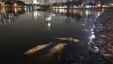 Cá hồ Hoàng Cầu sau 1 năm lại chết hàng loạt không rõ nguyên nhân