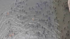 Cá chết nổi lềnh bềnh lẫn trong rác.